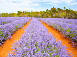 Lavender farm