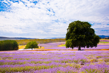 Lavender farm