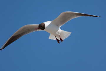 Möwe im Freien Flug