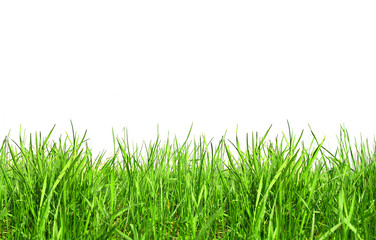 Fototapeta premium świeże wiosenne zielone trawy na białym tle