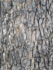old plane tree bark seamless background pattern