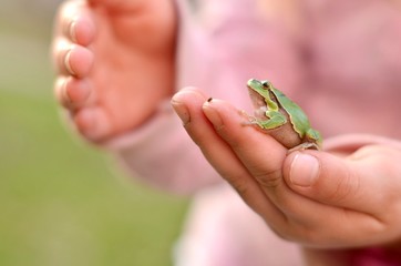grenouilles sécurité
