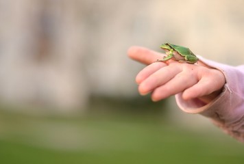 grenouilles sécurité