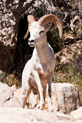 Albino Bighorn Ram Sheep