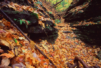 Kishwaukee Gorge Forest Preseve