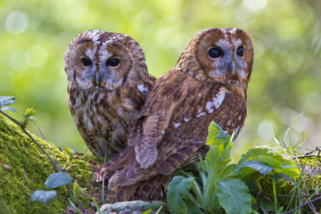 Fototapeta premium two owls on a branch