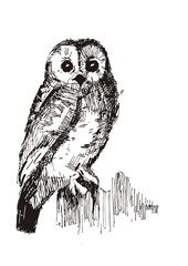 owl sketch