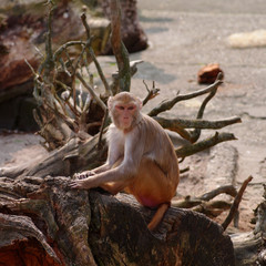 Obraz premium Rhesus monkey 