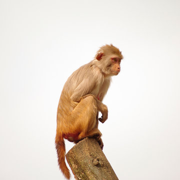 Rhesus Monkey