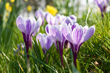 Spring crocuses opening amongst the grass