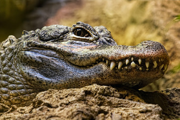 Caiman crocodilus