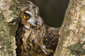 Long eared owl