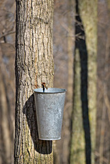 Bucket on Tree to Collect Sap
