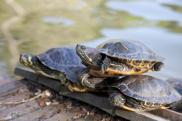 turtles horizontal