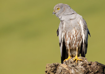 Aguilucho Cenizo 457