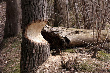Beaver Damaged Tree