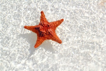 Fototapeta na wymiar starfish orange in wavy shallow water