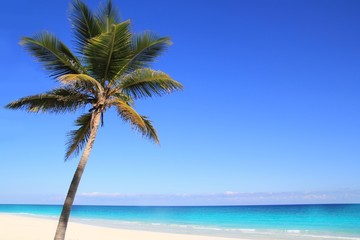 Plakat Karaibów kokosowego palmy w turkus morza