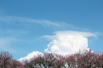 青空と雲と桃