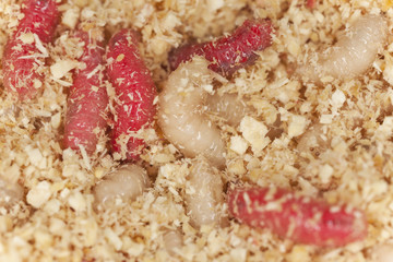 Maggots used for fishing