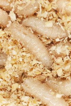Maggots used for fishing