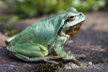 Frog