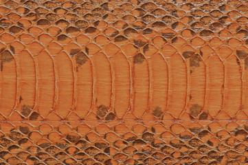 Genuine snake leather © pandora2004