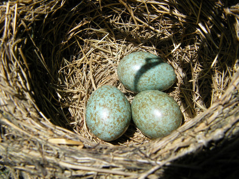 ovos de melro