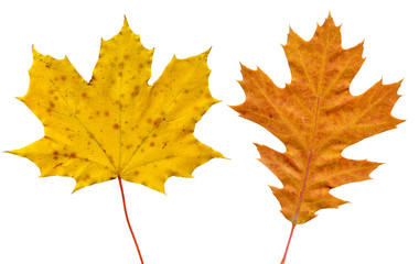 Collection of autumn leaves