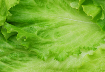 Close-up of fresh lettue