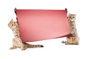 Two kittens with placard or banner for your text