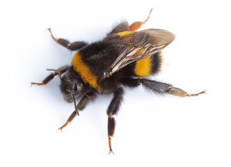 Bumblebee