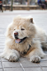 chow chow front
