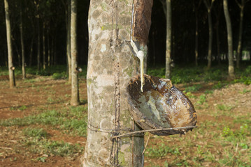 Collecting raw rubber
