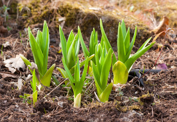 Green sprouts