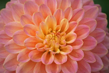Foto auf Acrylglas Dahlie Blume © Jenny Thompson