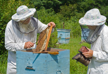 Beekeepers at hive 15