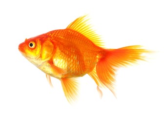 goldfish