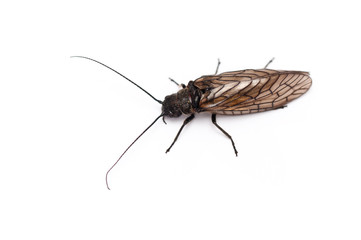 Schlammfliege