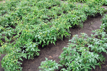 Fototapeta na wymiar plantation of a blooming tomatoes