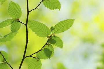 green leaves