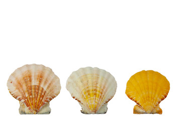 Drei Muscheln