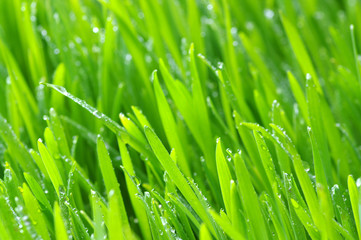 Fototapeta na wymiar background green lawn