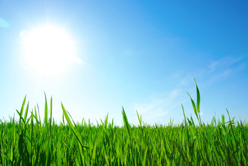 Fototapeta premium green grass
