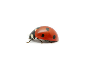 Fototapeta premium Ladybug on the white