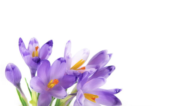 Timelapse blooming crocuses in HD, isolated on white