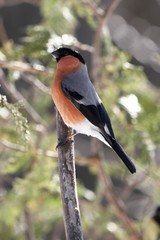 Bullfinch portrait