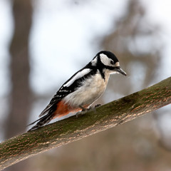 Woodpecker searching insects