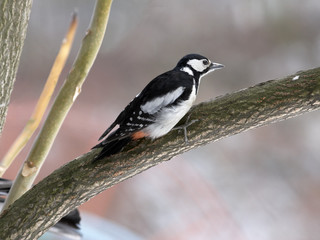Woodpecker on branch looking forward