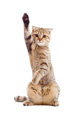 Fototapeta premium funny kitten pointing up by one paw